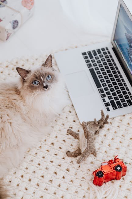 Rotate Toys Regularly (image credits: pexels)