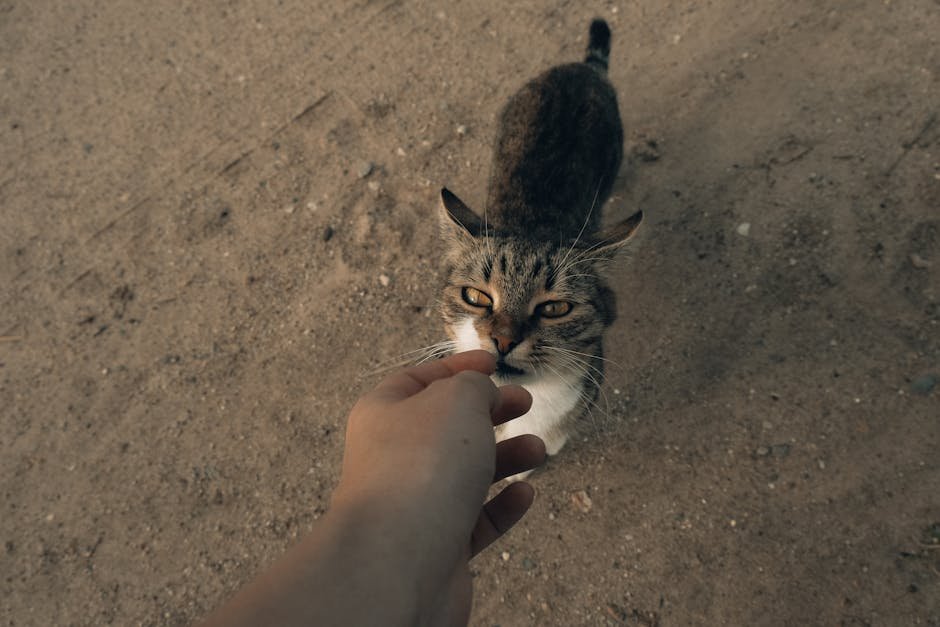 Socialization and Interaction (image credits: pexels)