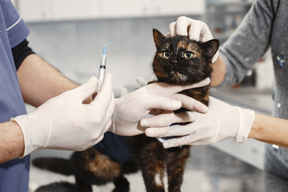 Regular Health Check-Ups (image credits: pexels)