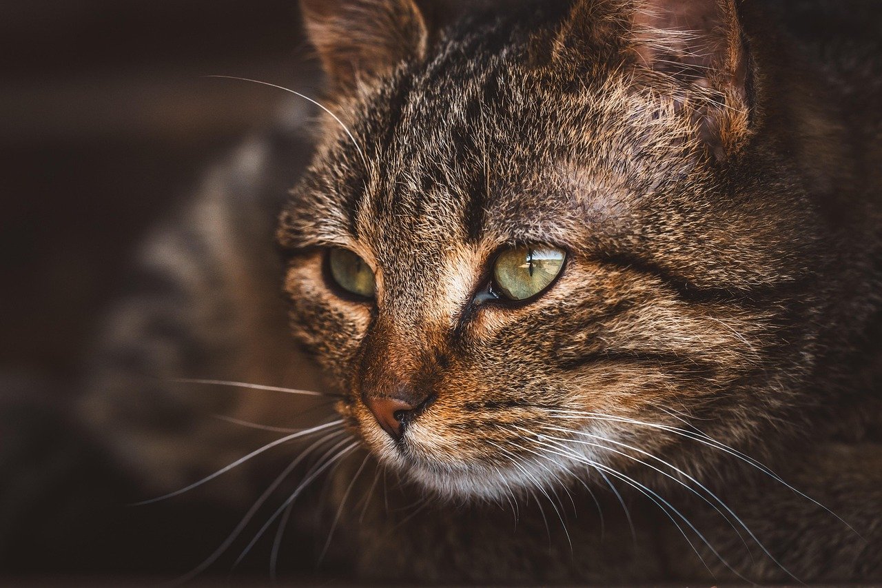 Incorporate Cat-Safe Vegetables (image credits: pixabay)