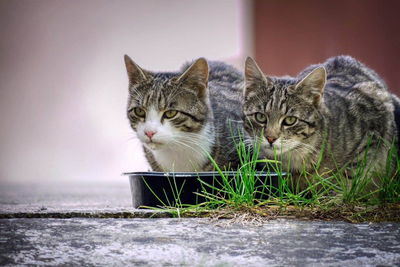 Use a Food Puzzle or Interactive Feeder (image credits: pixabay)