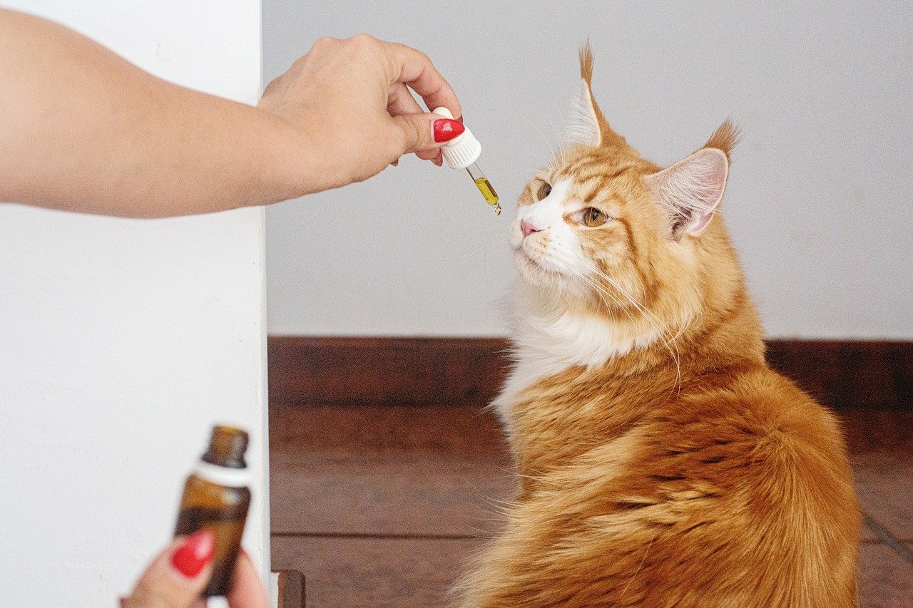 Garnish with Fish Oil (image credits: pixabay)