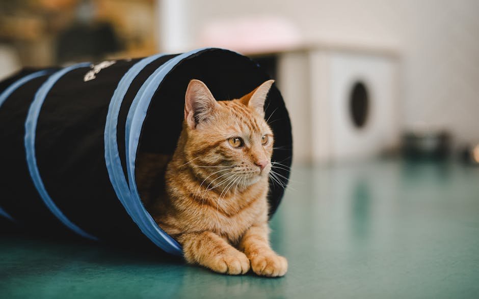 Utilizing Catnip for Fun (image credits: pexels)