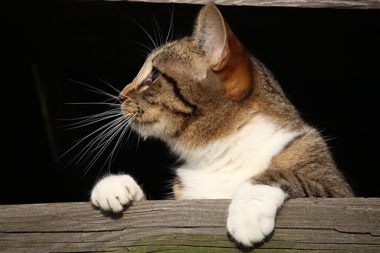 Creating Hide and Seek Opportunities (image credits: pixabay)