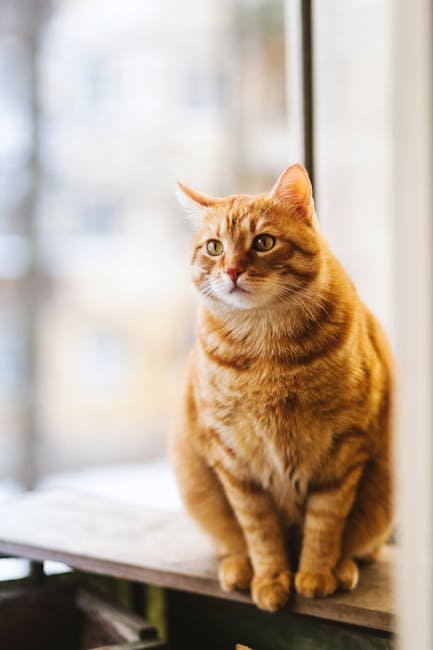 Window Watching: Nature's TV for Cats (image credits: pexels)
