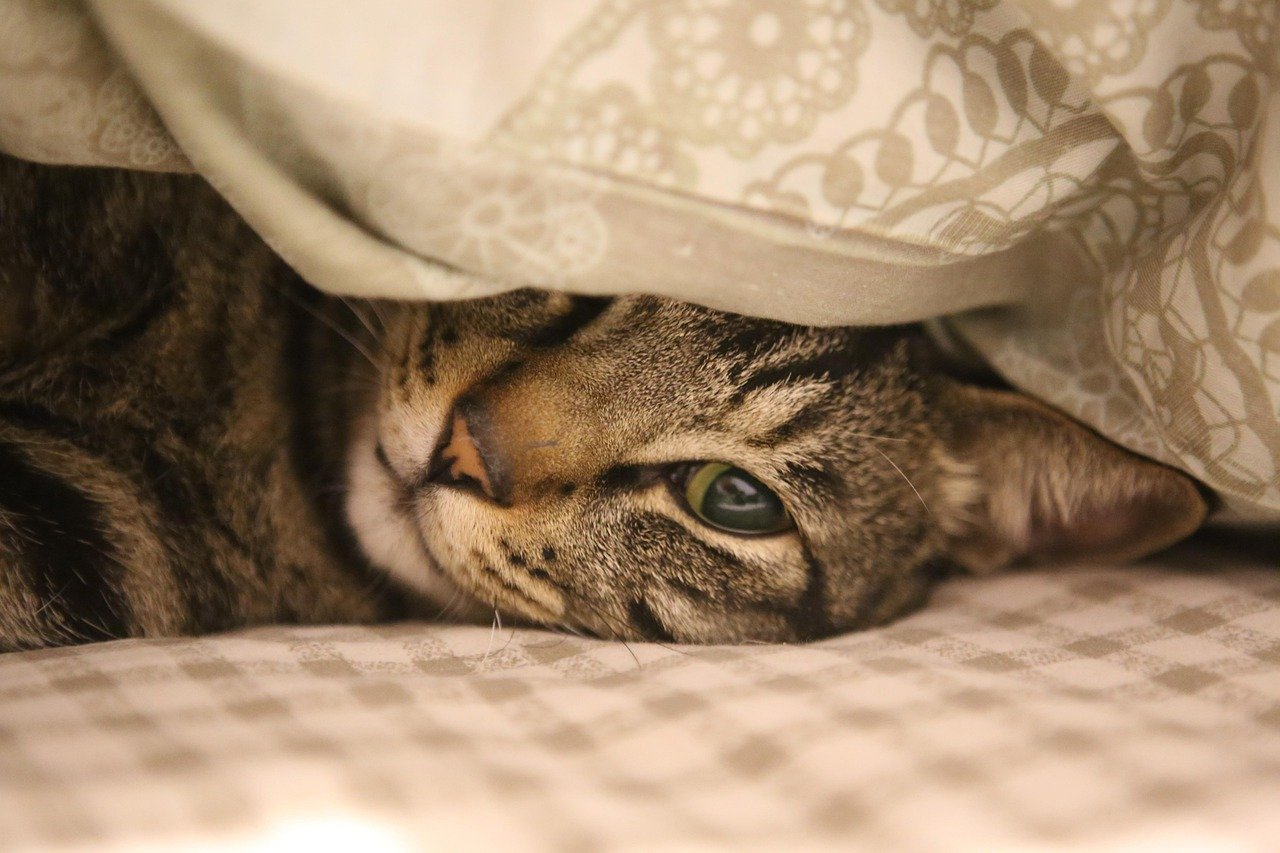 Providing Cozy and Comfortable Rest Areas (image credits: pixabay)