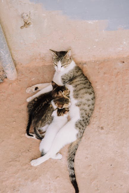 Consider Multiple Boxes for Multi-Cat Households (image credits: pexels)