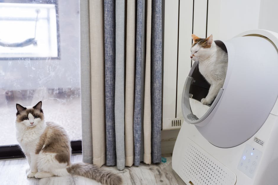 Use High-Quality Litter Box Options (image credits: pexels)