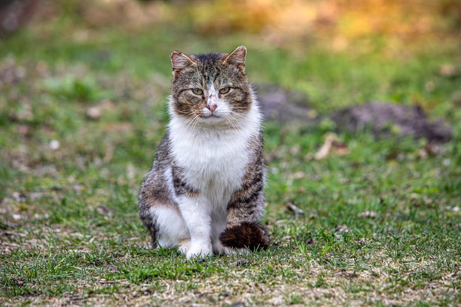 Recognizing the Signs of Grief in Cats (image credits: pexels)
