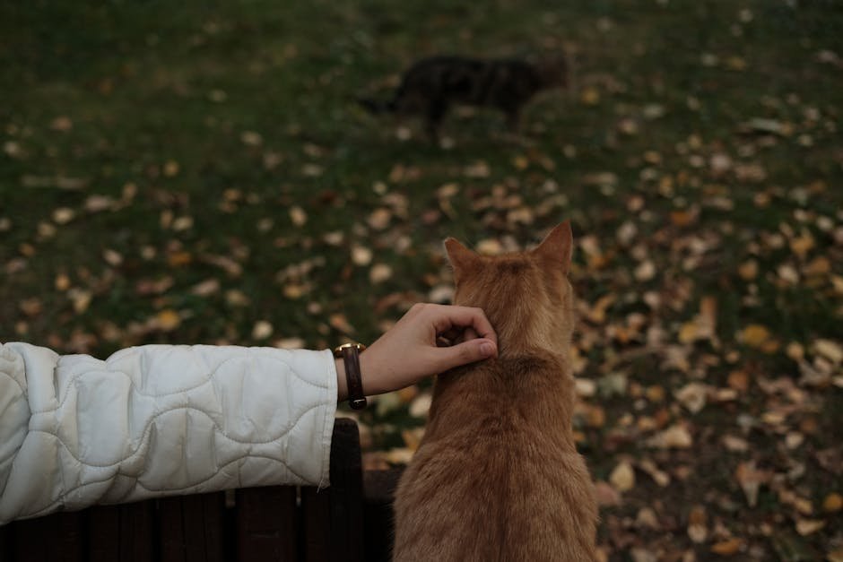 Seeking Veterinary Advice (image credits: pexels)