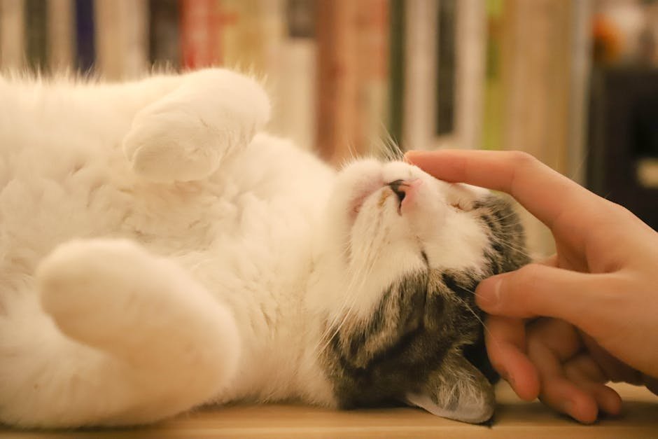 Utilizing Calming Remedies (image credits: pexels)
