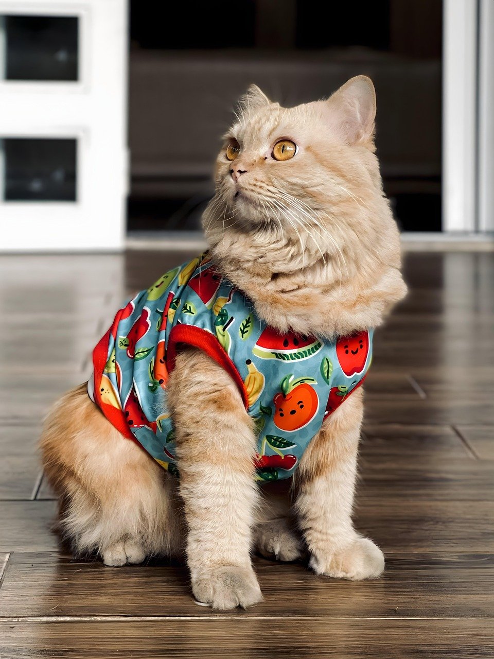 Try Thunder Shirts or Wraps (image credits: pixabay)