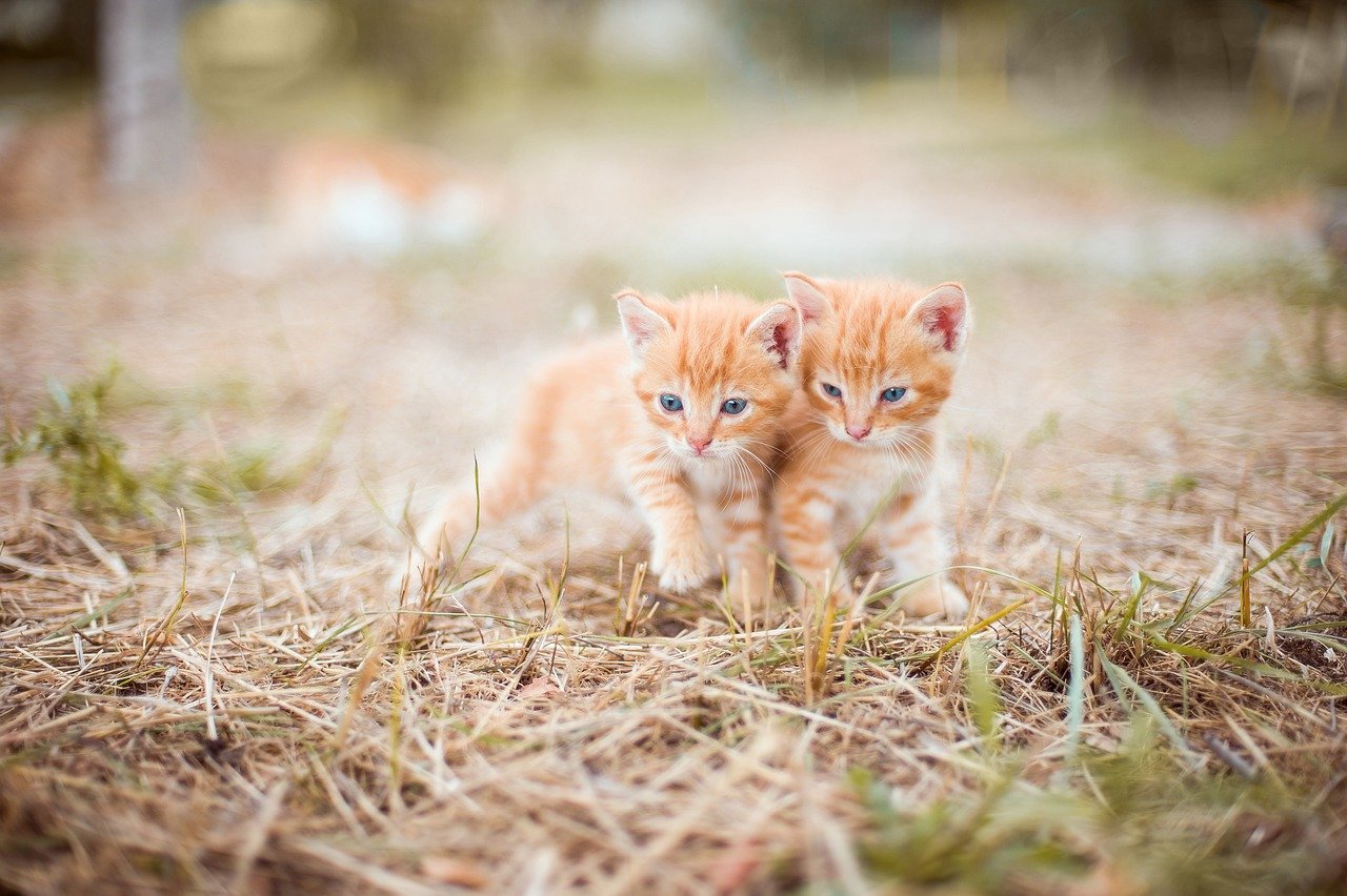 Creating a Safe and Loving Environment (image credits: pixabay)