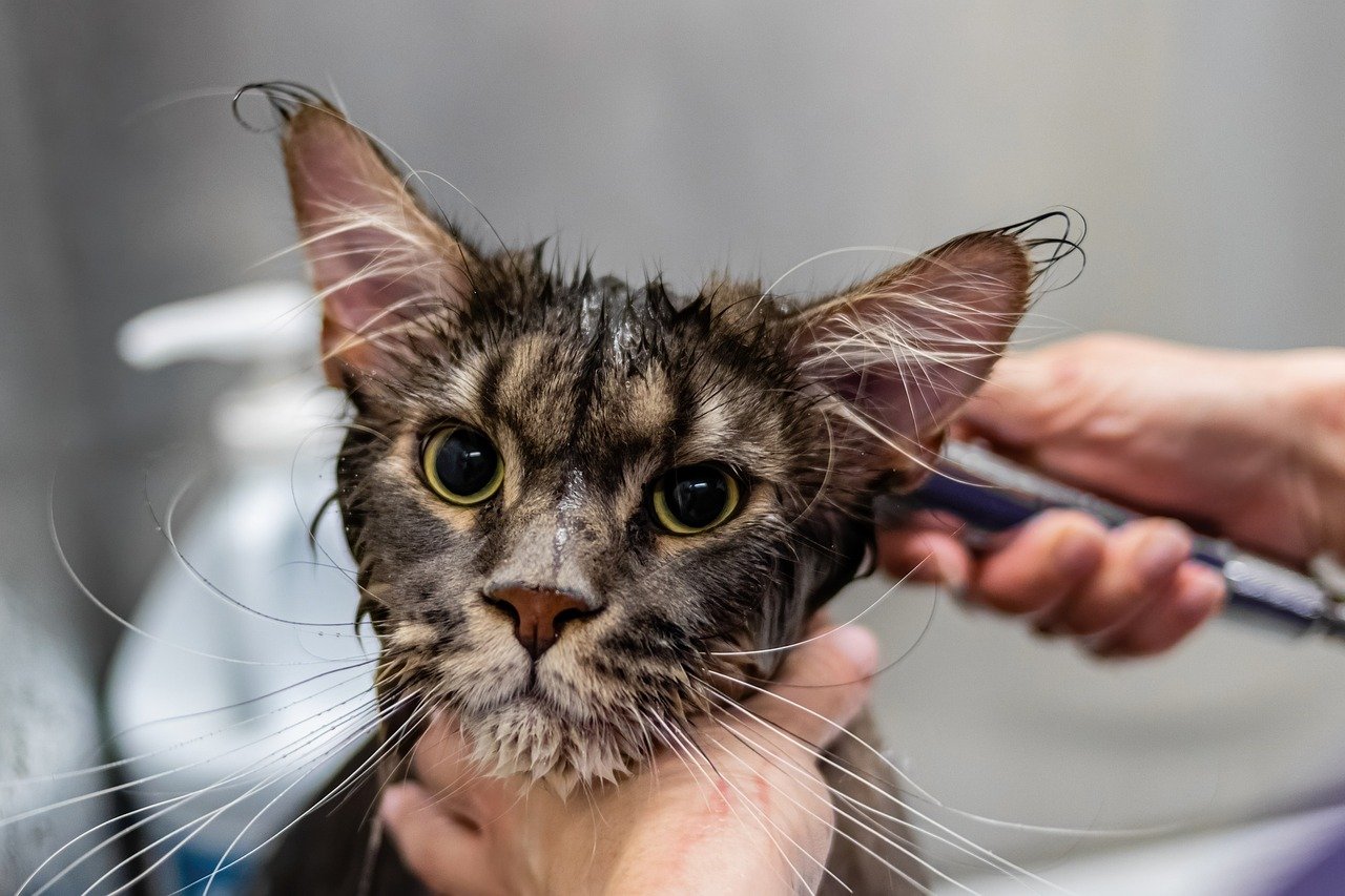 Understanding the Role of Grooming (image credits: pixabay)