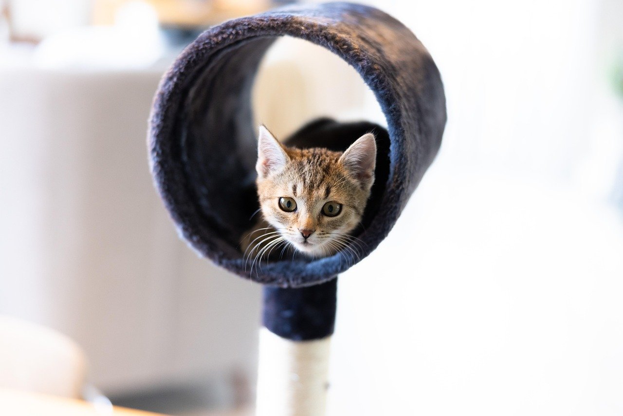 Adding Toys and Enrichment (image credits: pixabay)