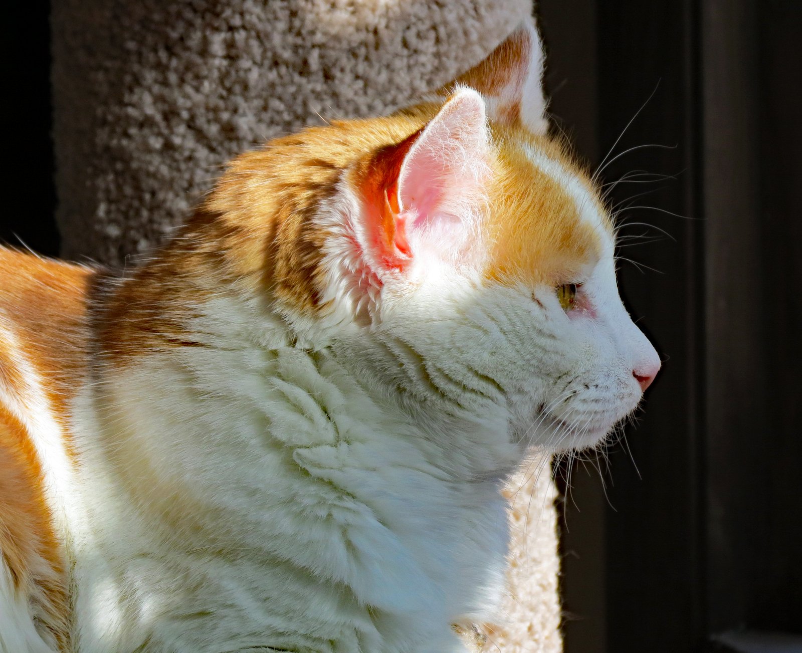 Seeking Solitude and Alone Time (image credits: wikimedia)