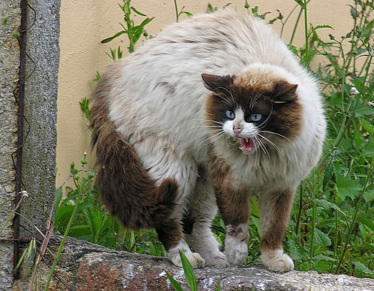Vocalization and Meowing Patterns (image credits: wikimedia)