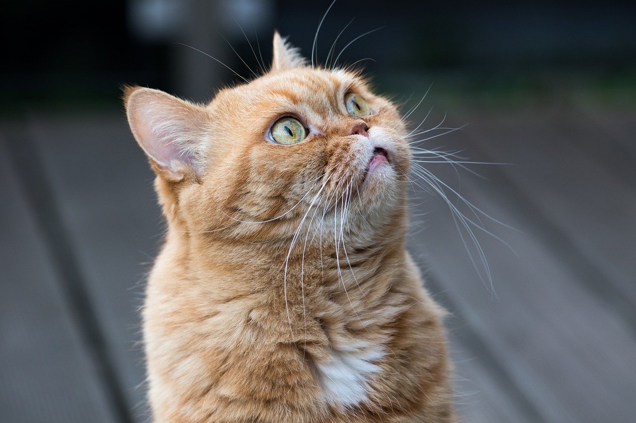 Attention-Seeking Behavior (image credits: pixabay)