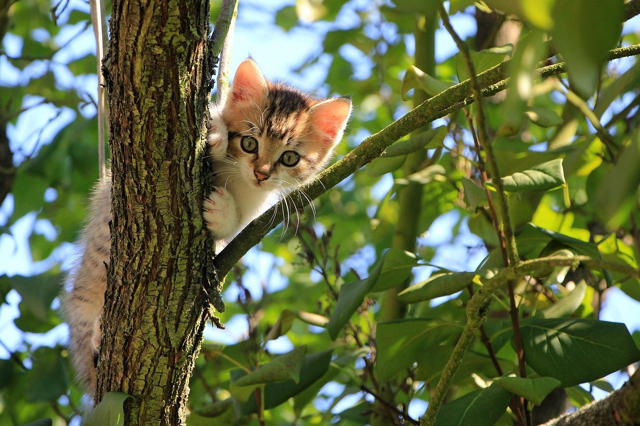 Providing Vertical Spaces (image credits: pixabay)