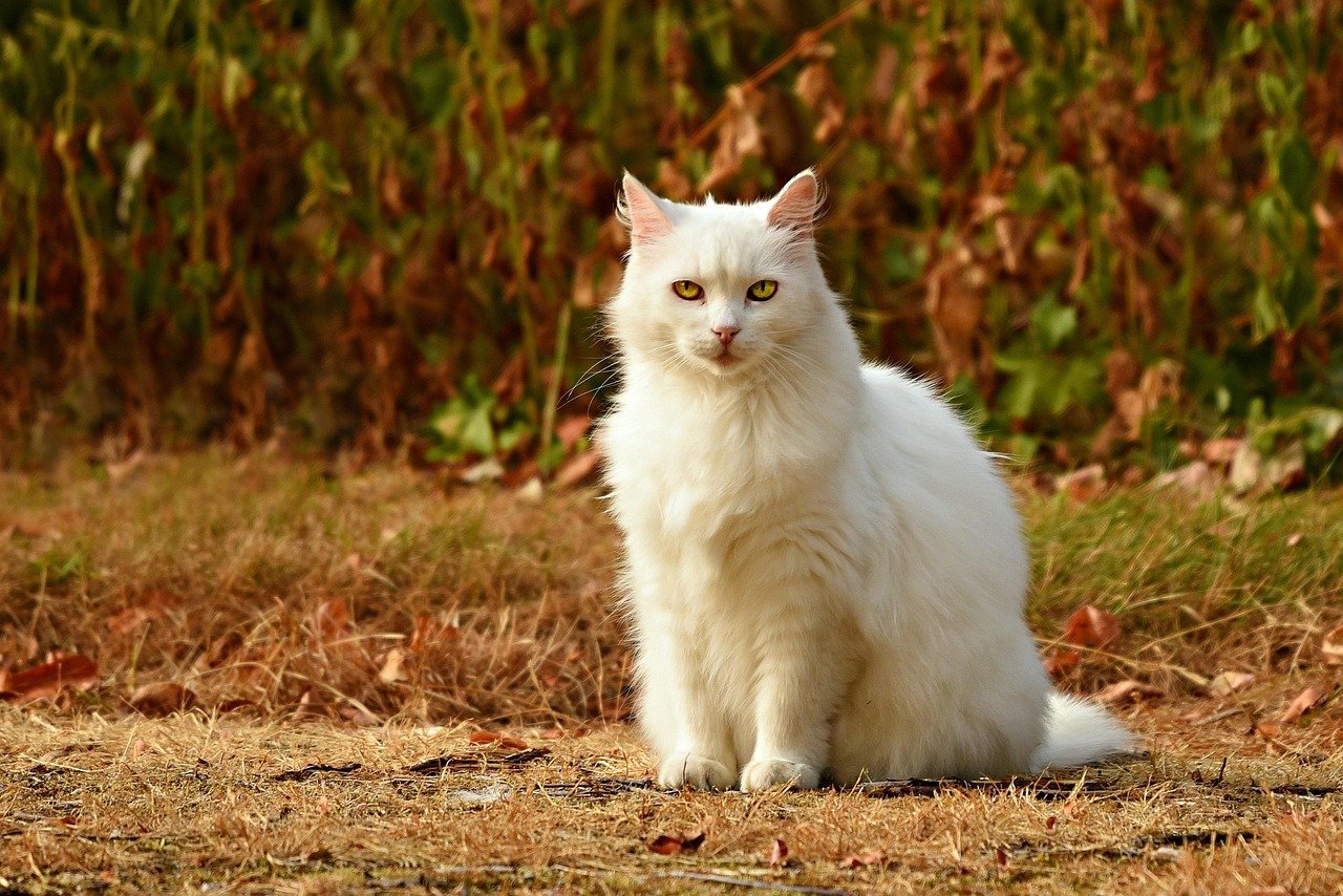 Allowing Controlled Outdoor Access (image credits: pixabay)