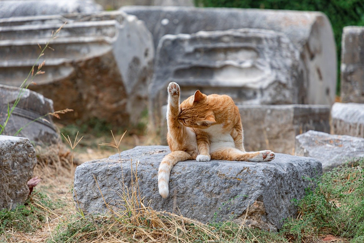 Maintaining a Clean Environment (image credits: pixabay)