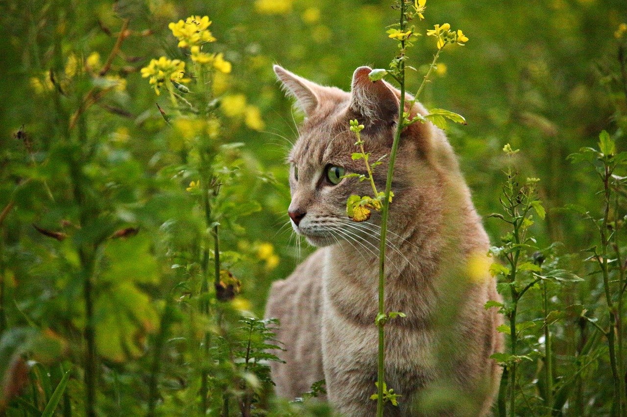 Introducing Plants and Greenery (image credits: pixabay)