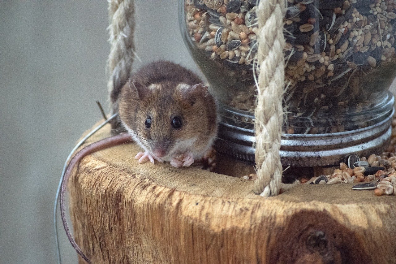 Optimizing Feeding Stations (image credits: pixabay)