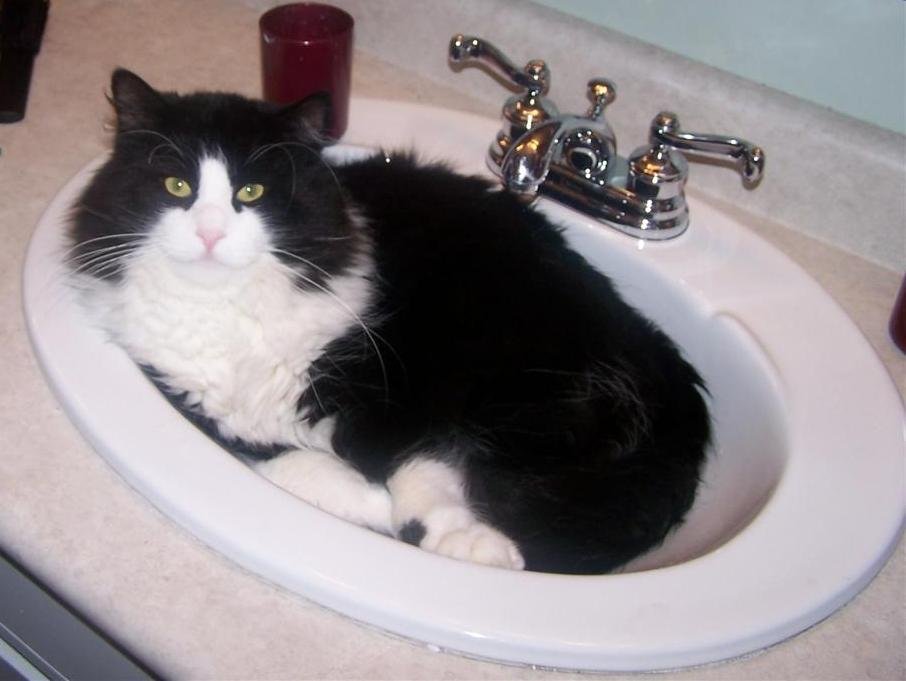 The Bathroom Sink: A Cool Customer (image credits: wikimedia)