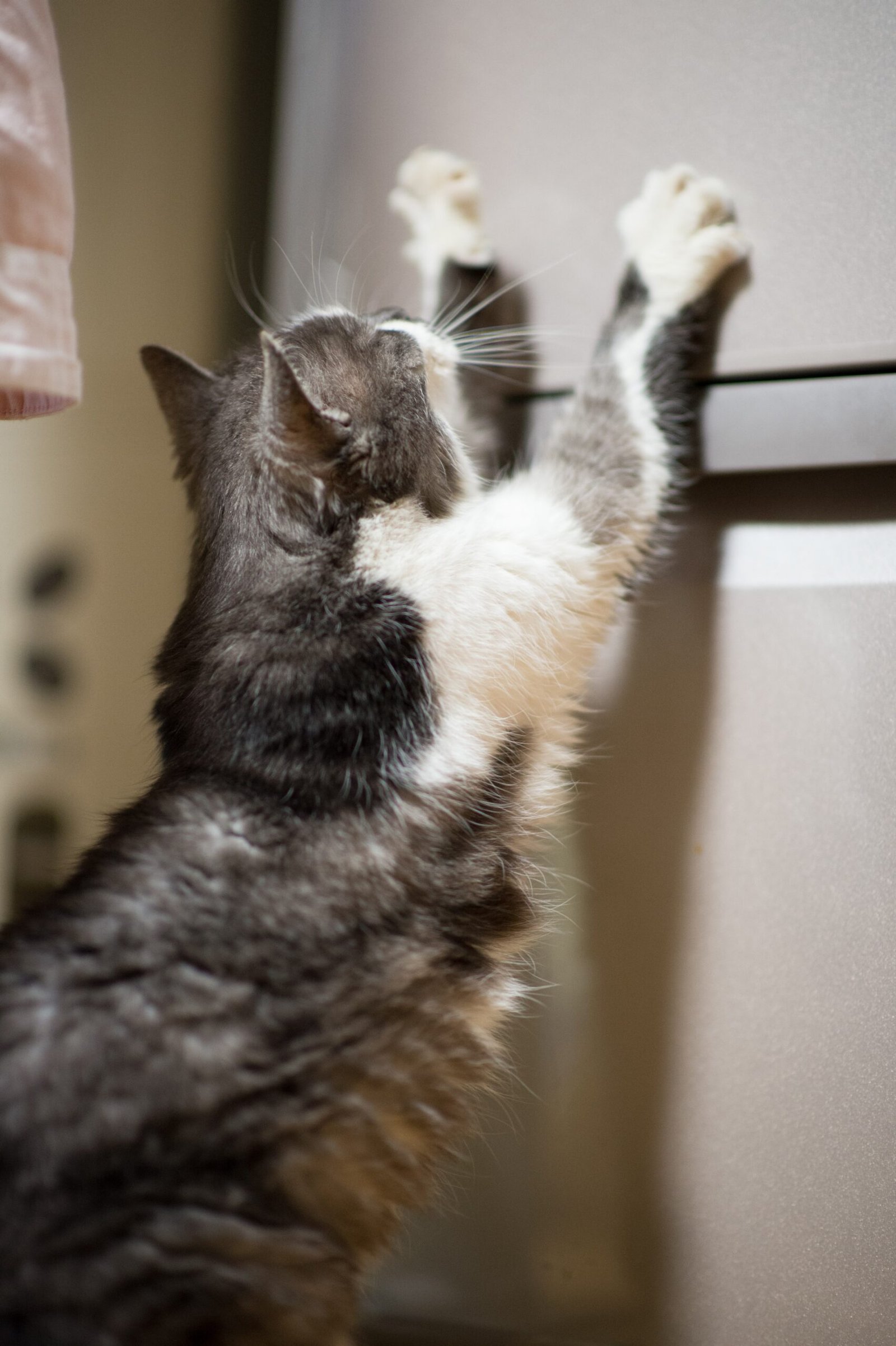 The Top of the Fridge: A Cool and Collected Observer (image credits: wikimedia)