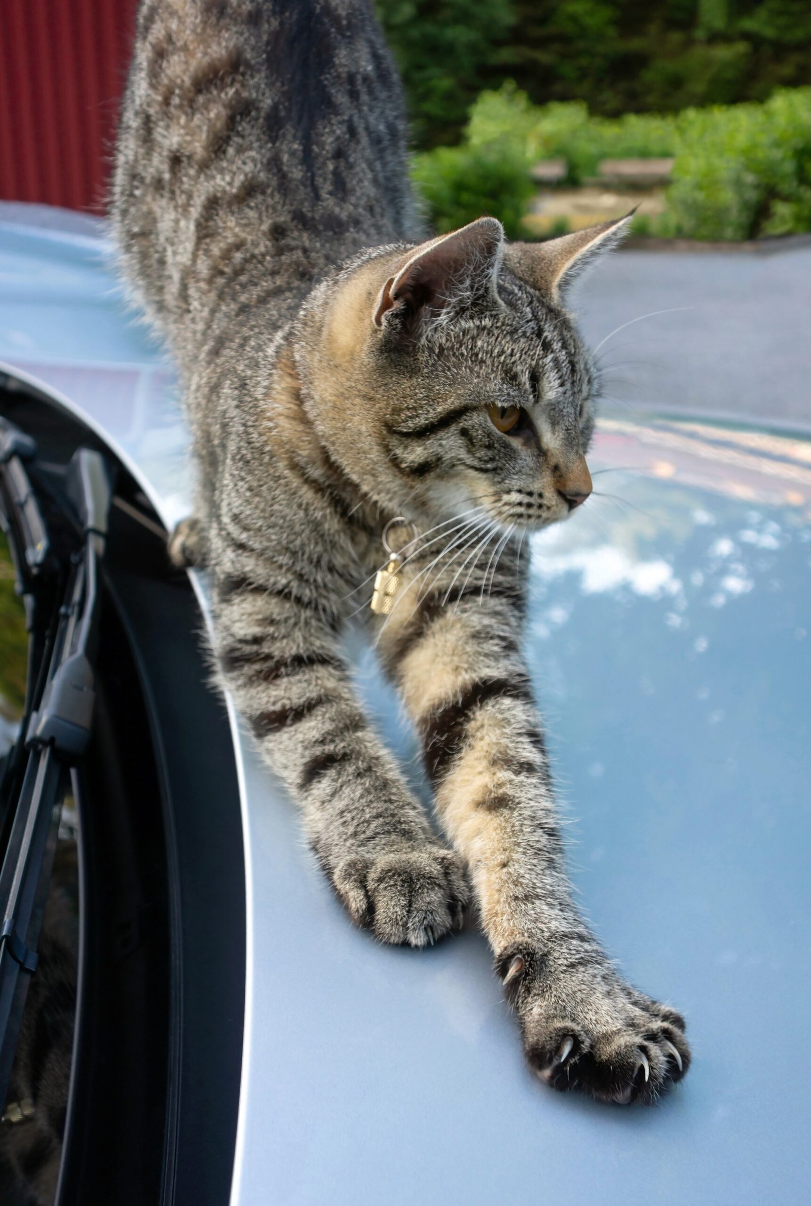 The Car Hood: A Heat Seeker (image credits: wikimedia)