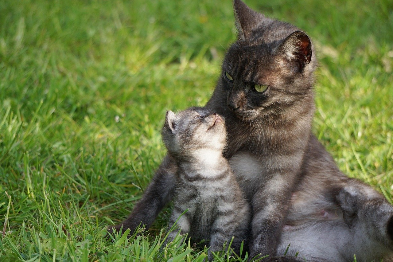 The Emotional Connection Between Cats and Routines (image credits: pixabay)