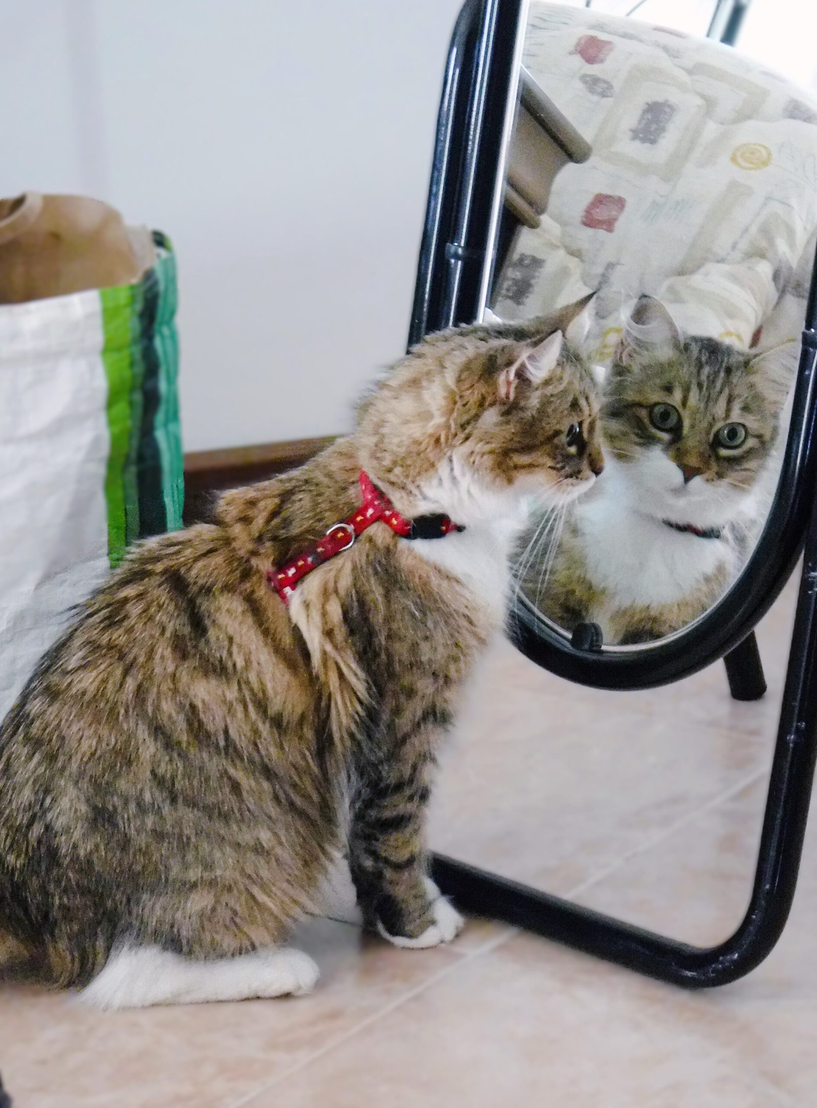 The Future of Routine Dependency in Cats (image credits: wikimedia)