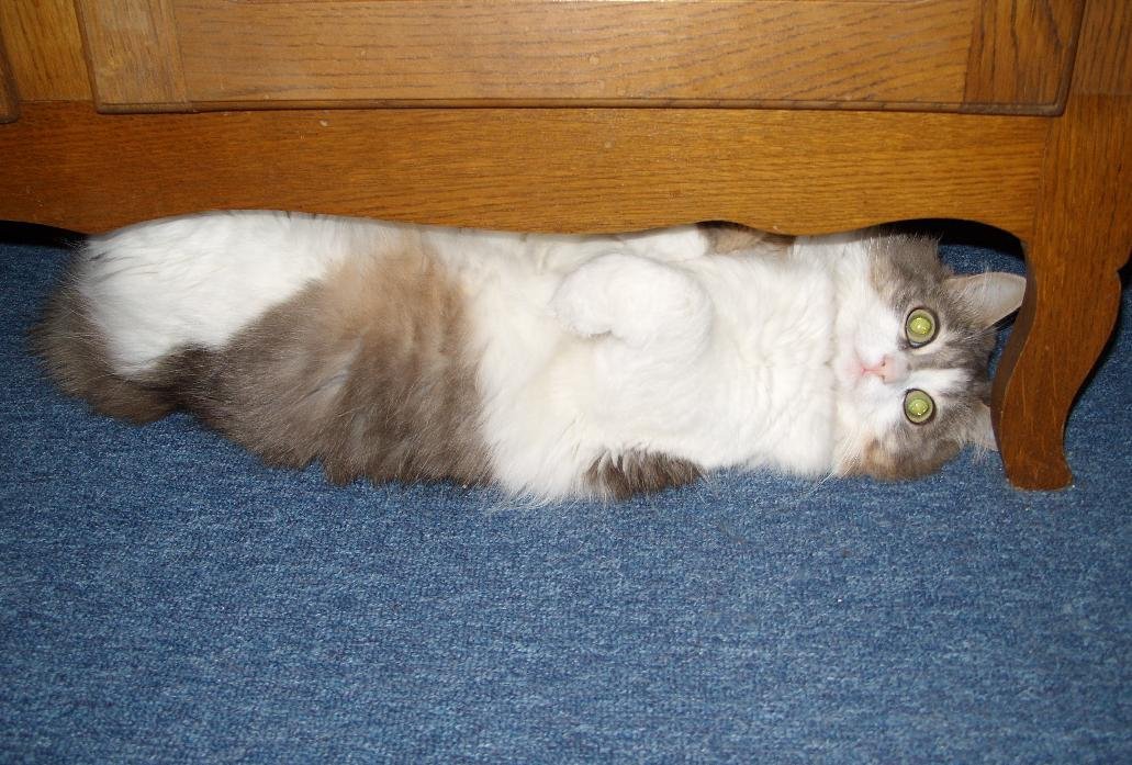 Tight Spaces and Their Allure (image credits: wikimedia)