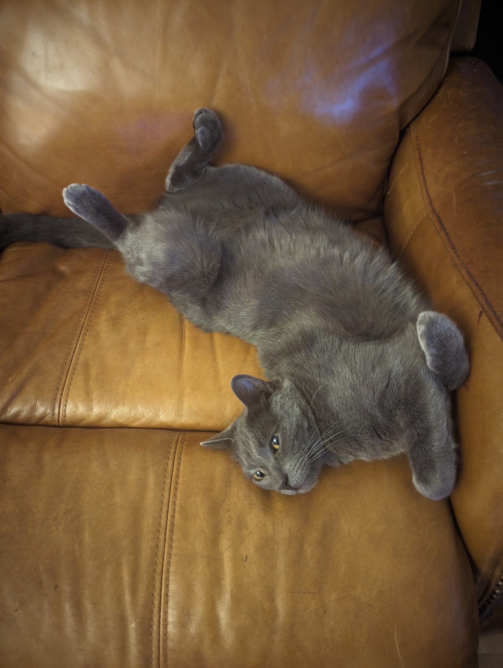 Feline Flexibility (image credits: wikimedia)