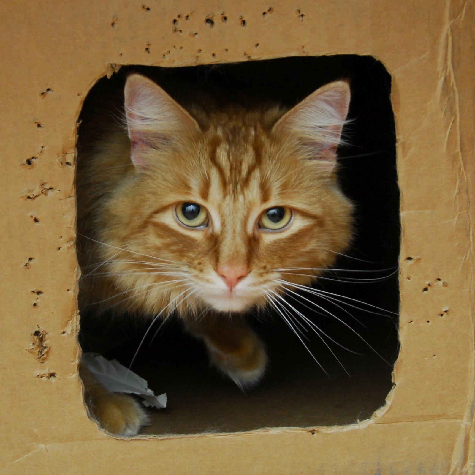The Joy of Observation (image credits: wikimedia)