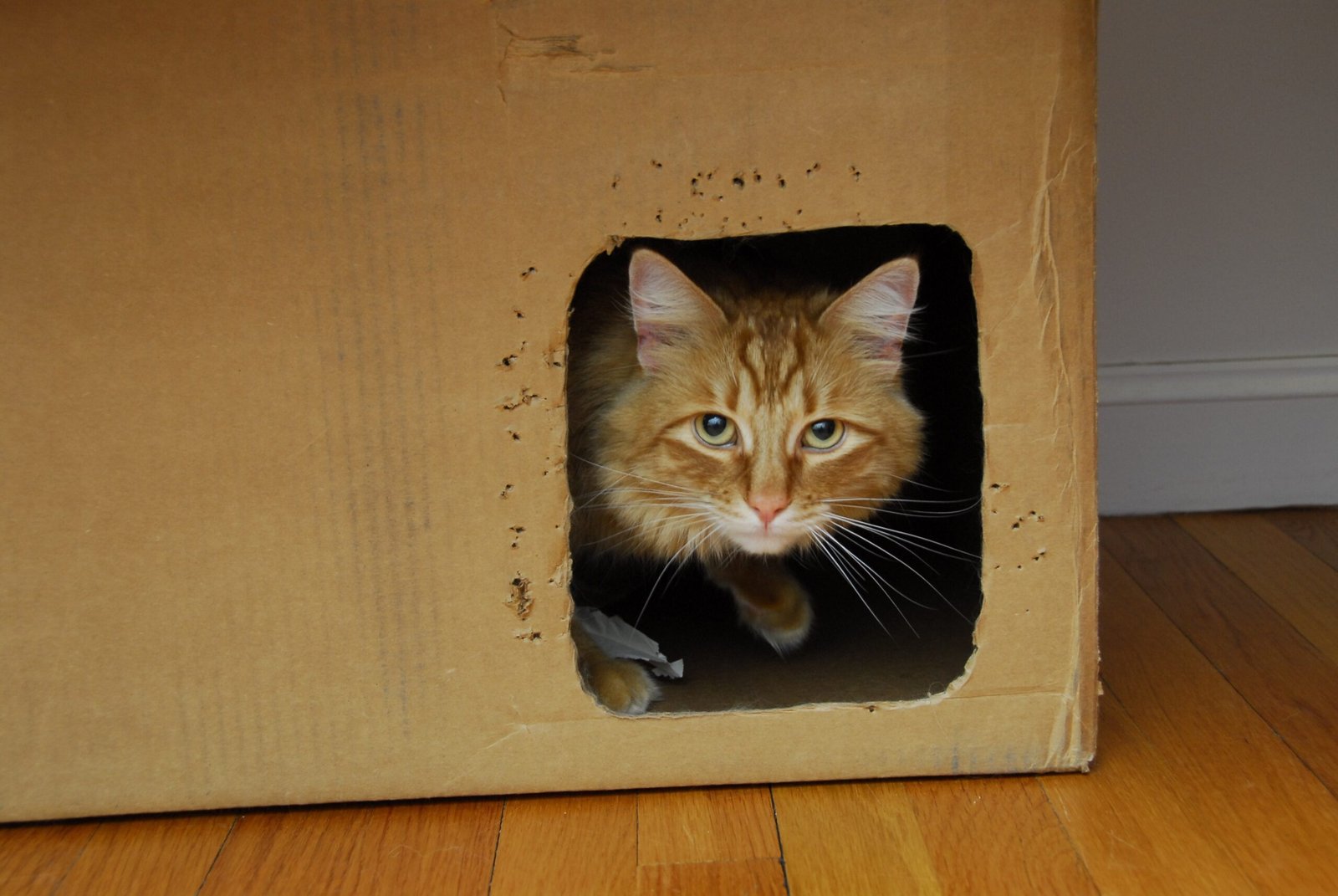 Instinctive Survival Mechanism (image credits: wikimedia)