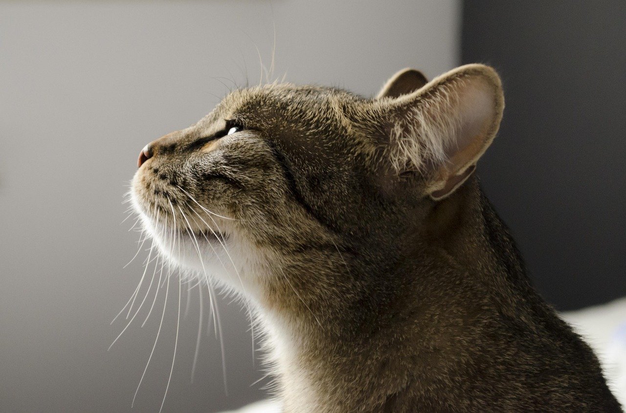 The Role of Smell in Memory Retention (image credits: pixabay)