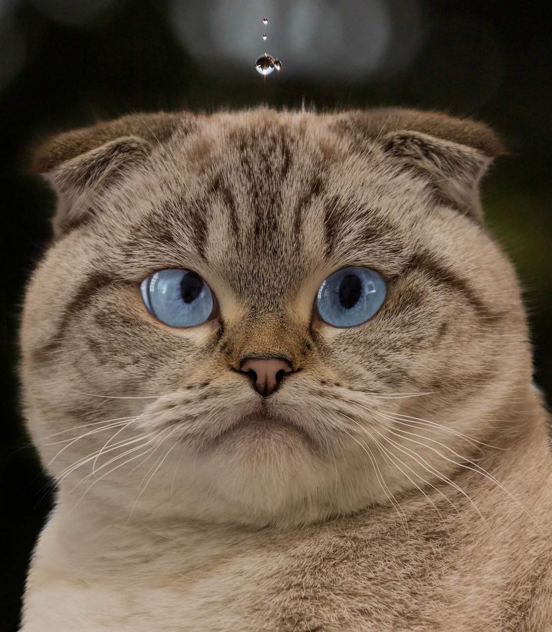 Memory in Different Cat Breeds (image credits: pixabay)