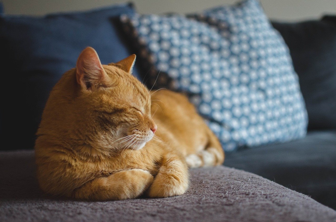 Maintaining a Calm and Patient Approach (image credits: pixabay)