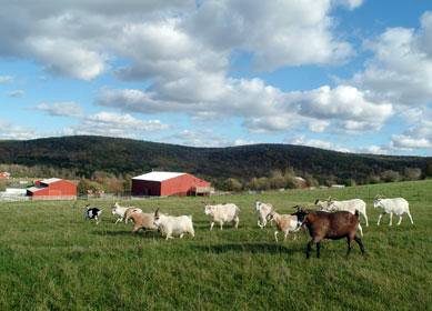 The Purr-fect Pasture: A Rural Retreat (image credits: wikimedia)