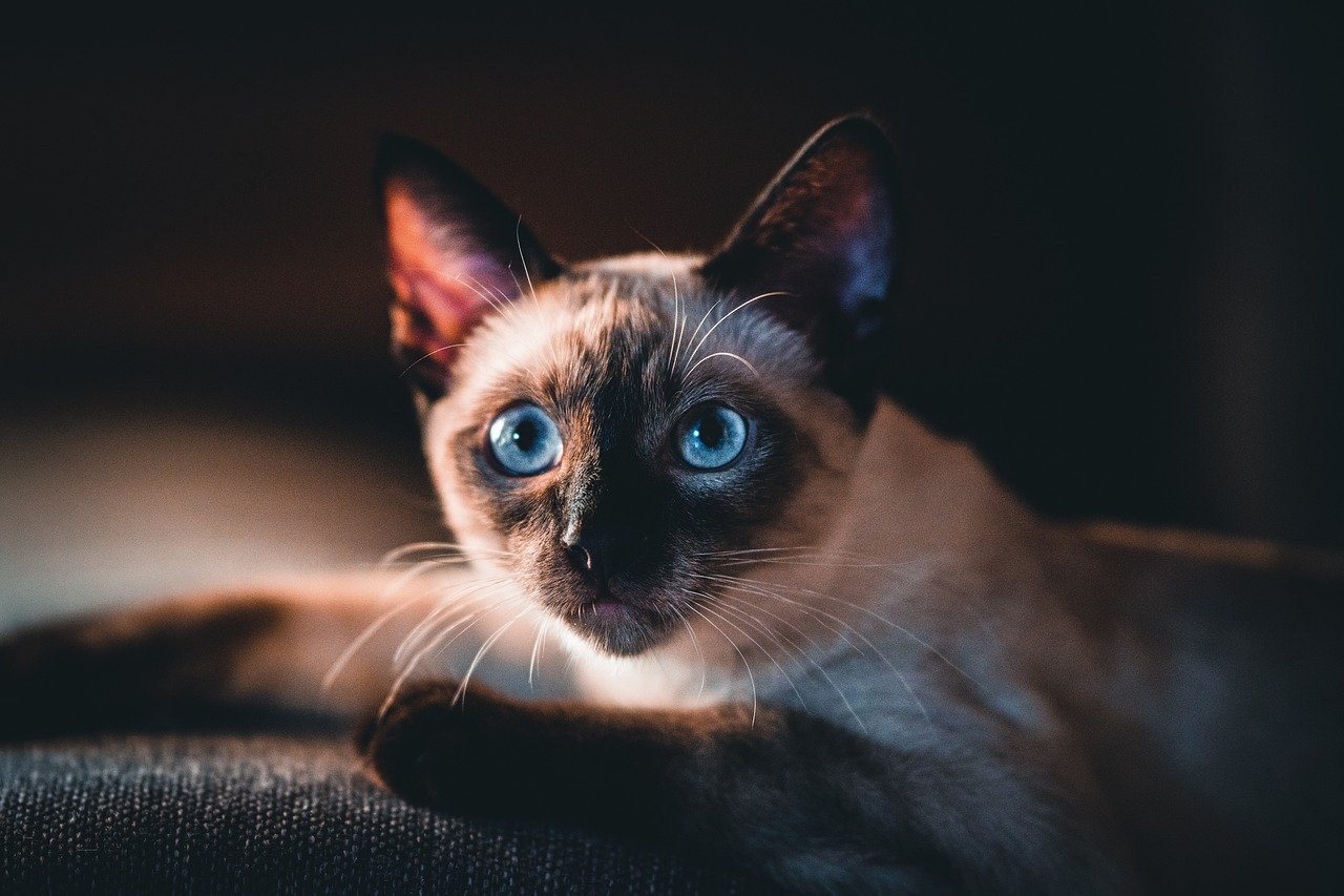 Siamese: The Chatty Groomer (image credits: pixabay)