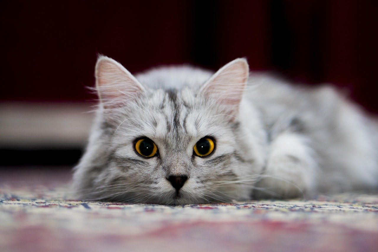 Rolling Over: Display of Trust (image credits: pixabay)