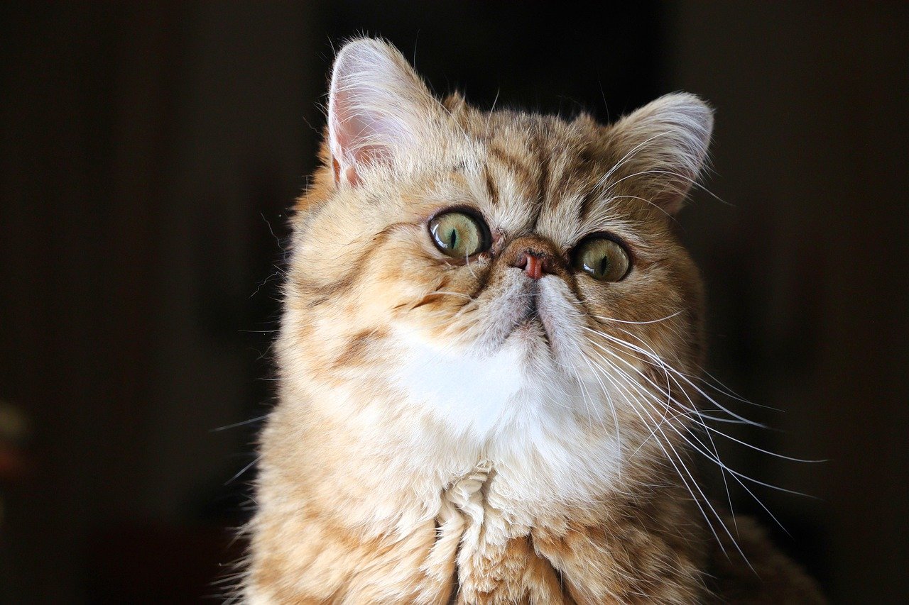 Exotic Shorthair (image credits: pixabay)
