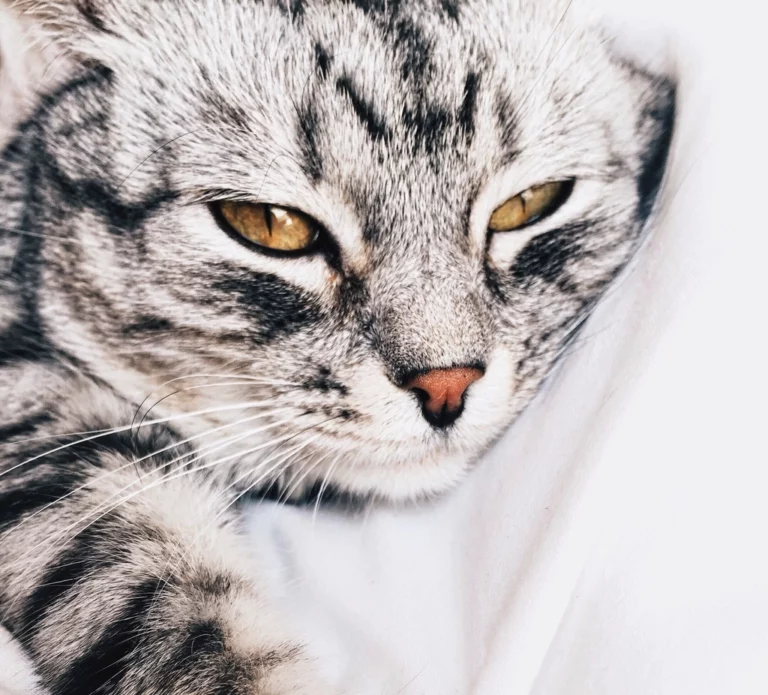 10 Cat Breeds That Are Easy to Care for Without Sacrificing Personality