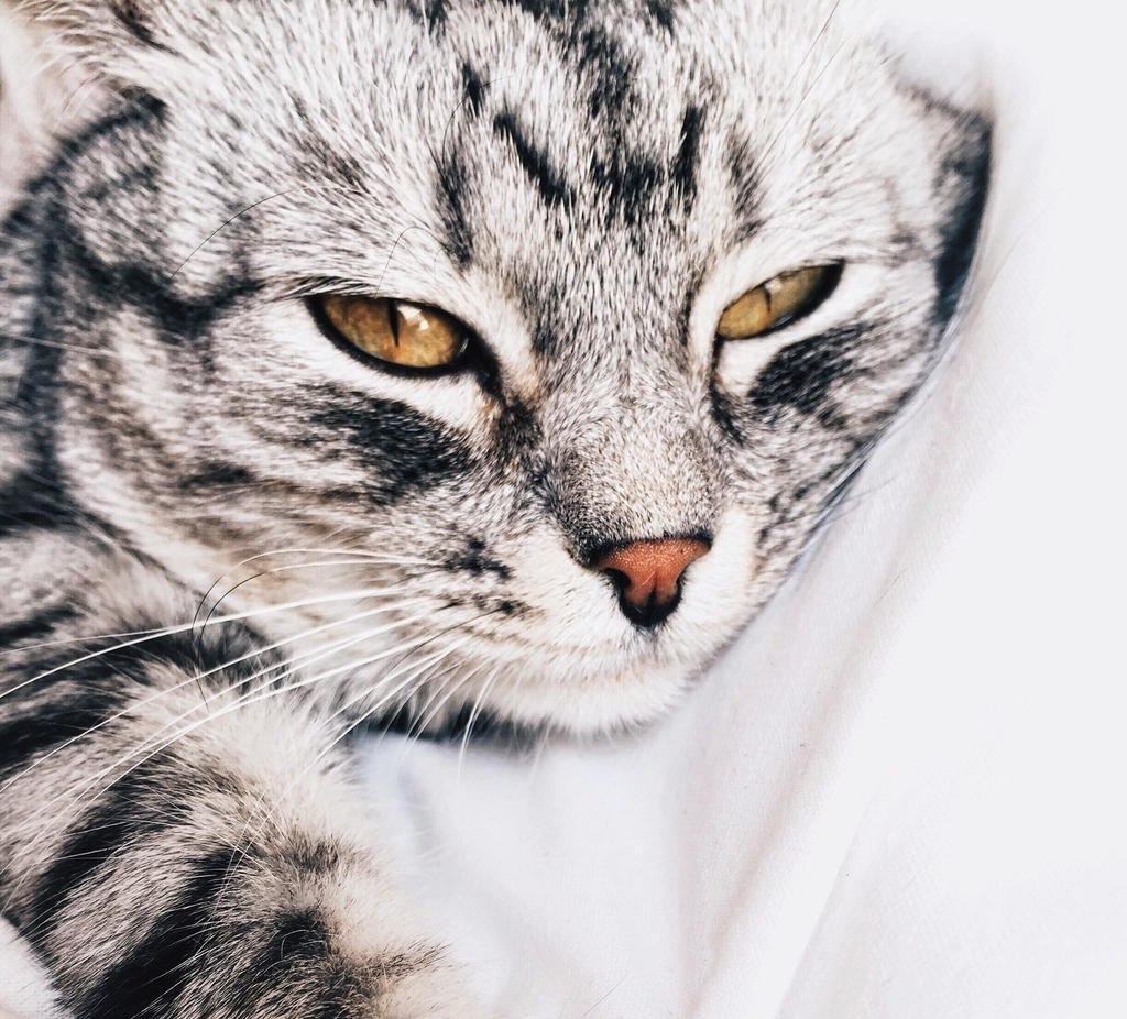 10 Cat Breeds That Are Easy to Care for Without Sacrificing Personality
