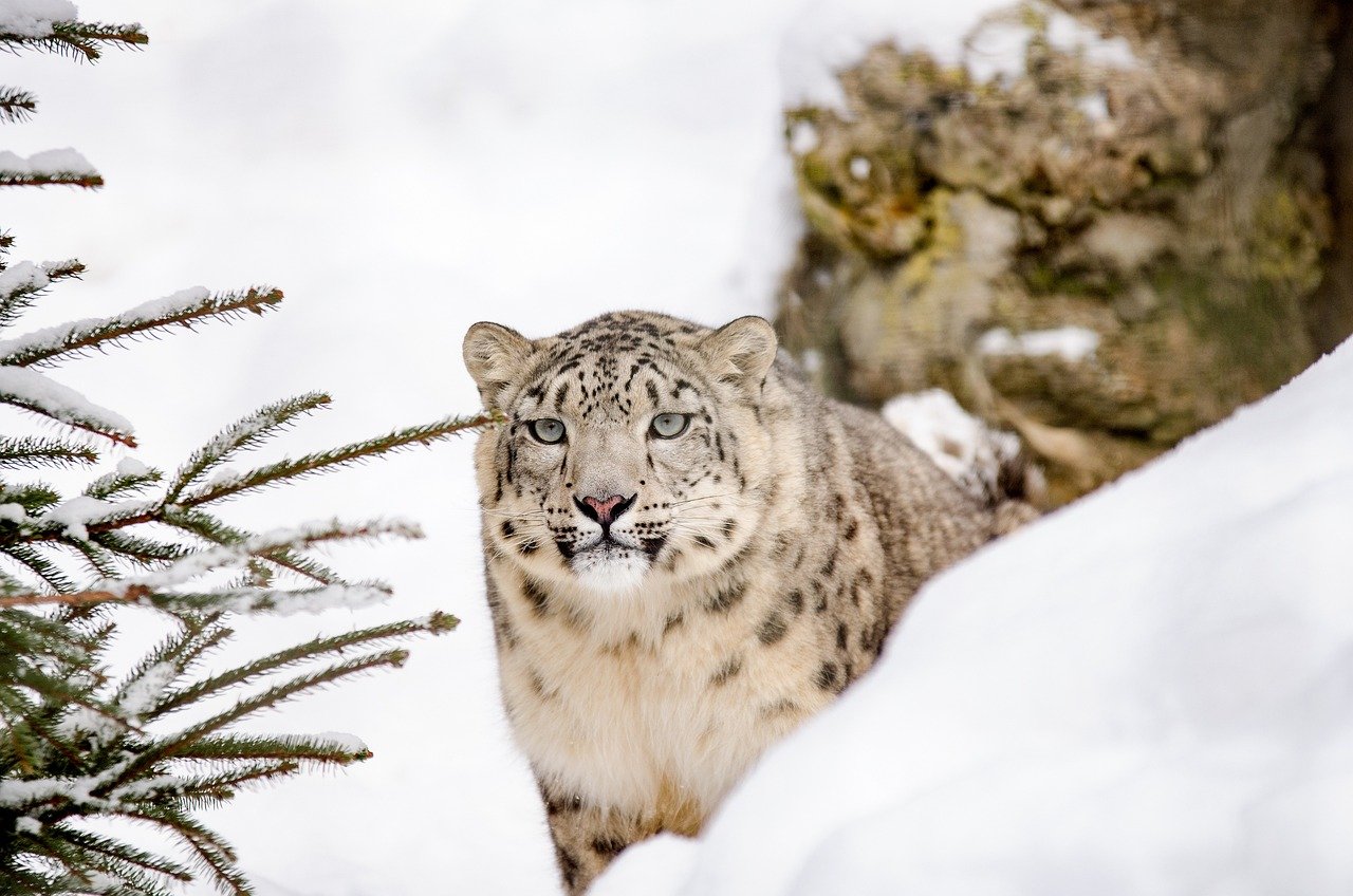 The Elusive Snow Leopard (image credits: pixabay)