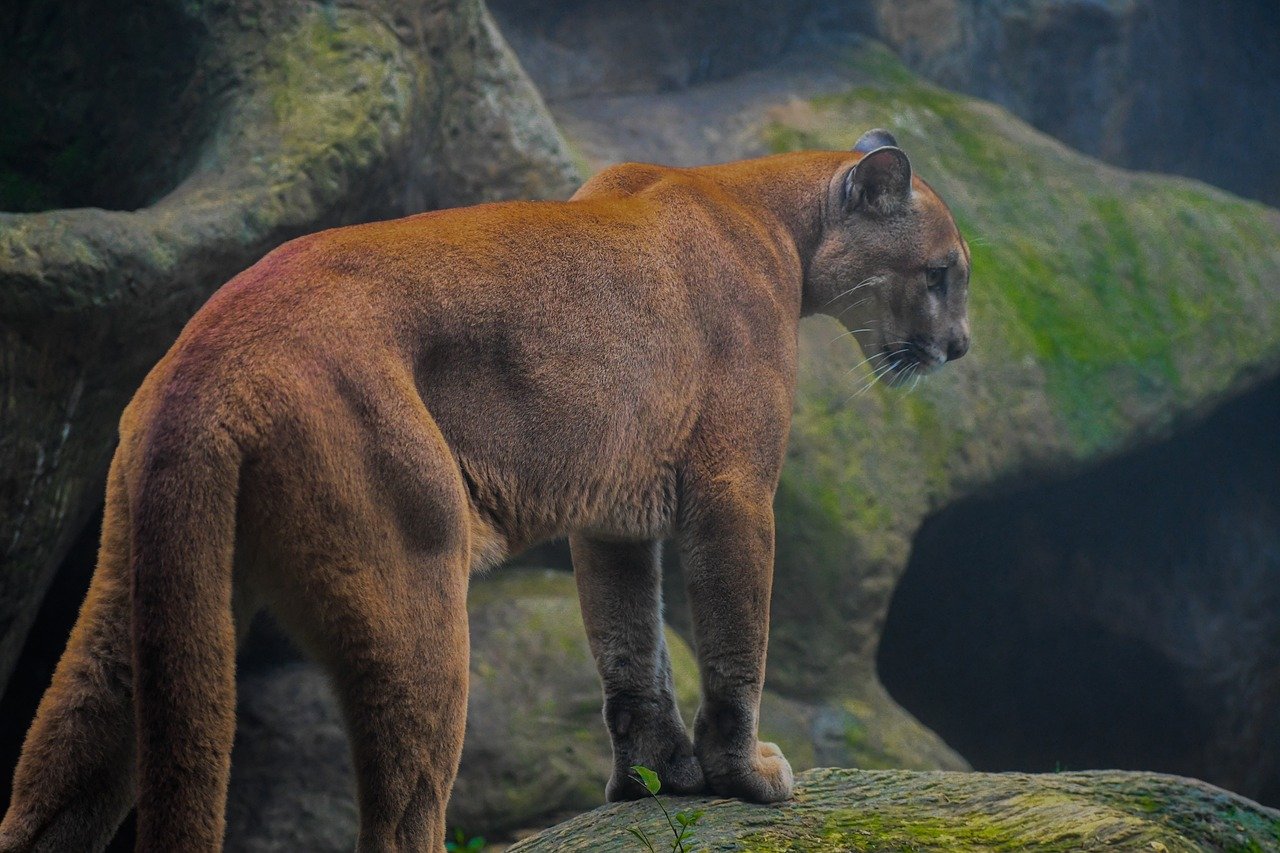 The Reclusive Cougar (image credits: pixabay)