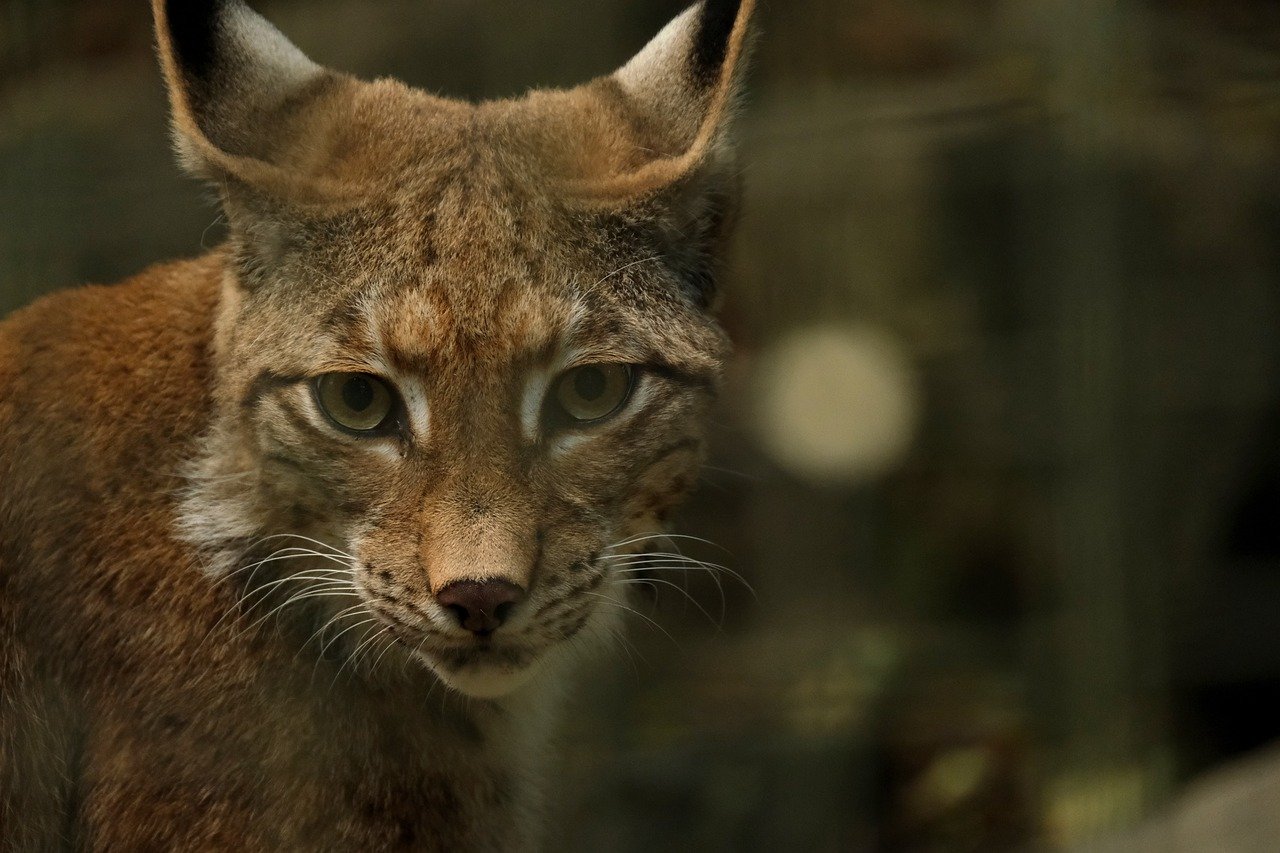 The Solitude of the Lynx (image credits: pixabay)