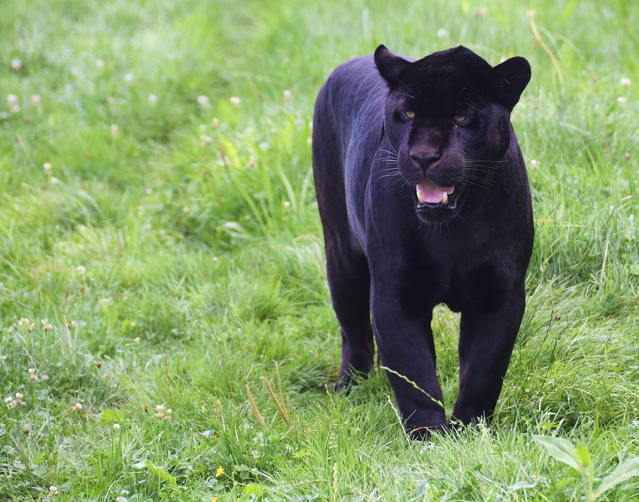 The Mystery of the Black Panther (image credits: pixabay)