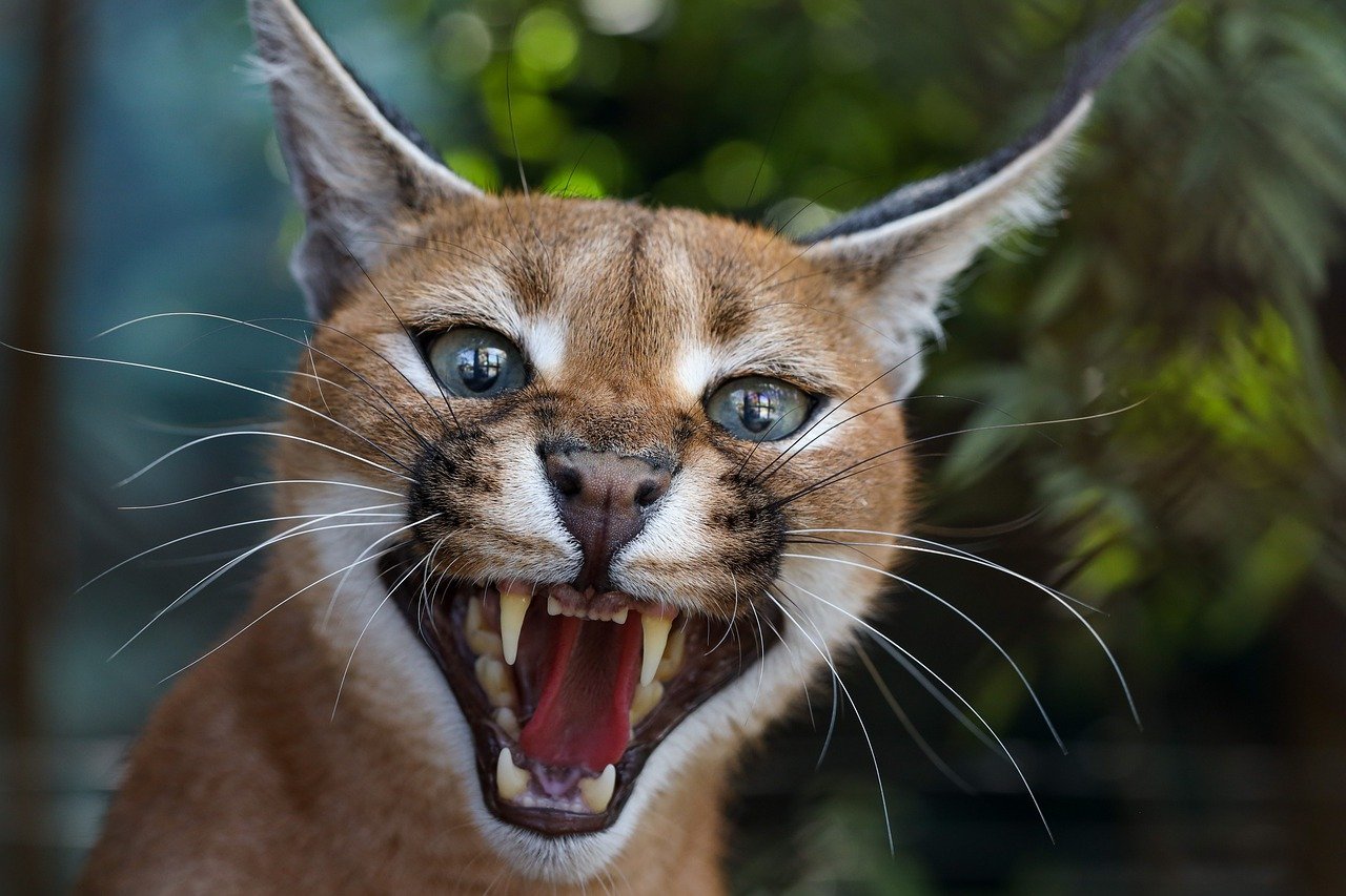 The Independence of the Caracal (image credits: pixabay)